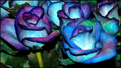 Hd Blue Flower Wallpapers