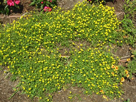 A wide variety of 30 flowers options are available quick details description: Annual Flower Trials at Bluegrass Lane, Horticulture ...