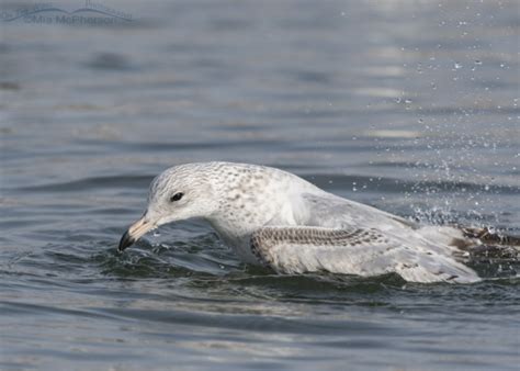 First Winter Ring Billed Gull Bathing On The Wing Photography
