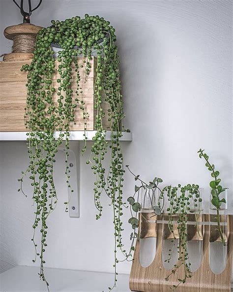 8 Beautiful Hanging Plants Perfect For Apartments Thefab20s 1000 In