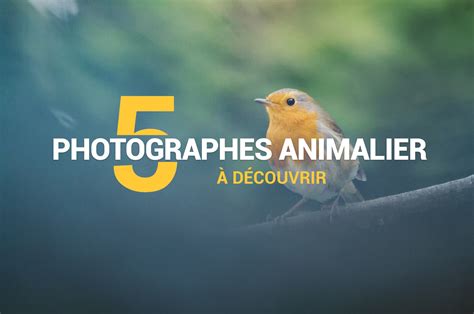 5 Photographes Animaliers à Découvrir