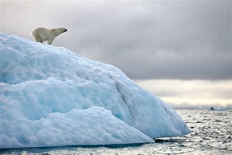 Discover Spitsbergen For Fantastic Arctic Adventures Polar Bear Bear