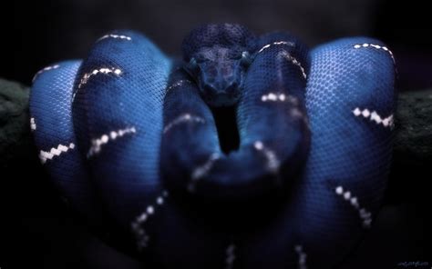 A Blue Snake With White Stripes On Its Body Is Curled Up In The Dark