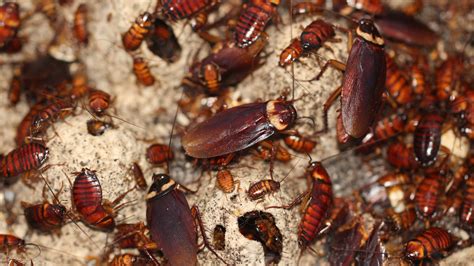 In A Cockroach Genome ‘little Mighty Secrets The New York Times