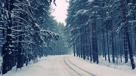 Snowy Forest Desktop Wallpaper 52 Images