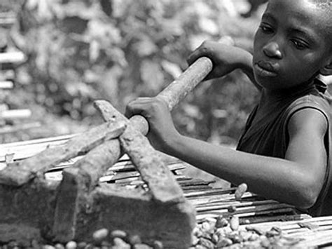 Child labour concerns dominate cocoa farming issues in ghana. Ghana committed to eliminate child labour on cocoa farms ...