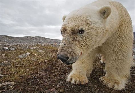 National Geographics Polar Bear Bear Polar