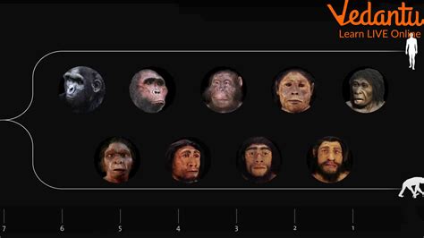 Possible Changes In Human Evolution After A Million Years