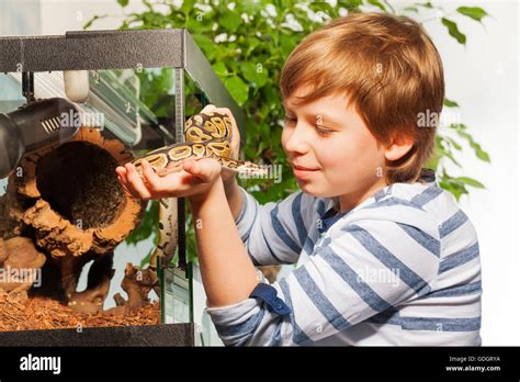 Young Boy Admiring Beautiful Royal Python Stock Photo Alamy