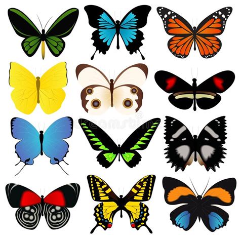 Various Butterfly Patterns Stock Vector Illustration Of Vector 10162726