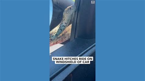 Snake Slithers On Car While Woman Drives On Highway Good Morning America