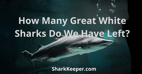 How Many Great White Sharks Do We Have Left Shark Keeper