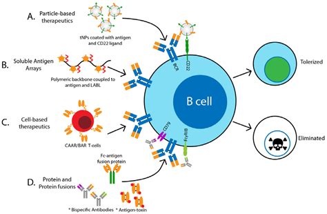 Biomedicines Free Full Text Therapeutic Targeting Of Autoreactive B