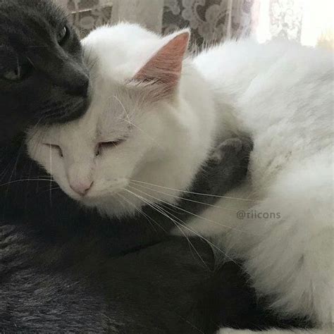 Matching Pfp For Couples Cats