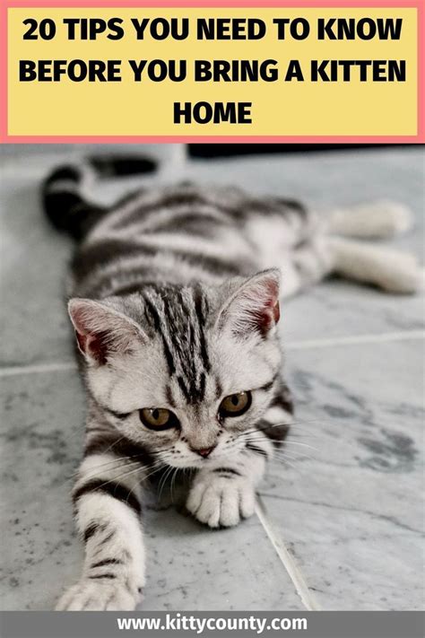 20 Tips For Bringing A New Kitten Home Kitten Adoption Kitten Care