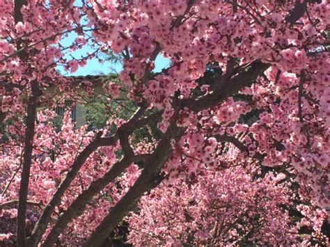 Suiho en japanese garden in van nuys, california. Cherry Blossom Season | Foreign Escapades