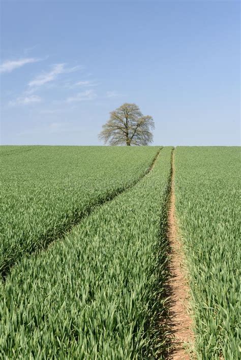 Green Wheat Field With Lone Tree Stock Photo Image Of Cereal