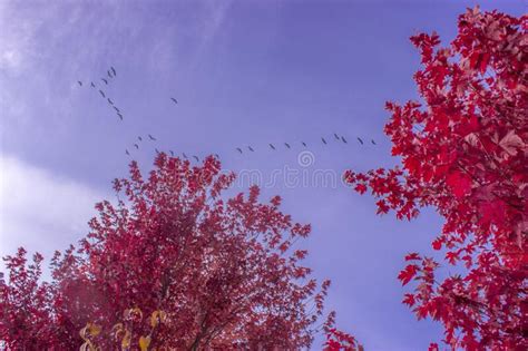 Blue Sky Closeup Autumn Red Maple Tree Ottawa Canada Stock Photo