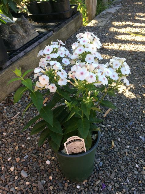 Phlox Paniculata Super Ka Pow™ White Garden Phlox 5 Pint