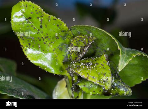 Blackfly Infestation On The Leaves Of A Camellia Plant Stock Photo Alamy