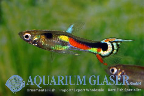 Habe einige schöne und gesunde endler guppy weibchen, ca. Poecilia wingei, Endler-Guppy „White Peacock" - Aquarium ...