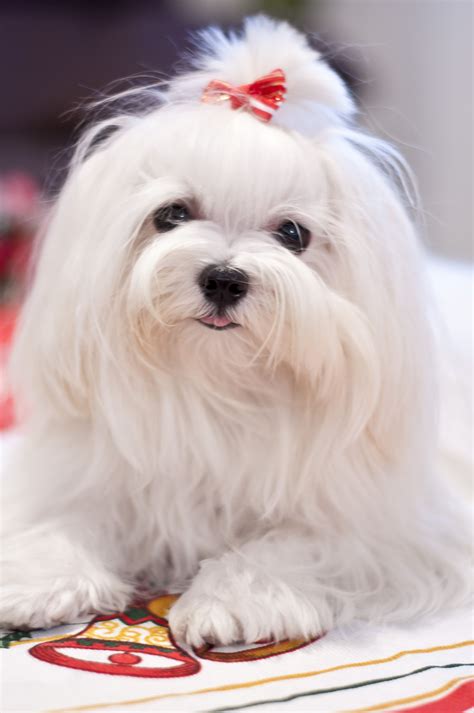 Pin By Teresa On I Love ♡ Teacup Puppies Maltese Maltese Dogs Cute