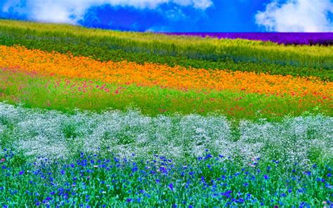 Spring Colours Wallpapers 4k Hd Spring Colours Backgrounds On