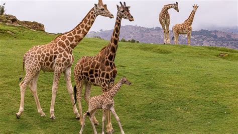 World Giraffe Day Is In The Sky High Spotlight Nbc Los Angeles