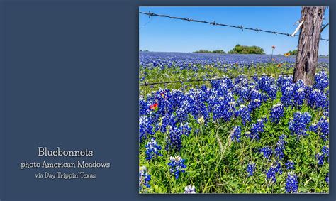 Day Trippin Texas On Twitter As Far As You Can See Its Bluebonnets