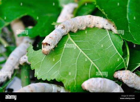 Bombyx Mori Silkworm Moth Stock Photo Alamy