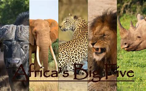 Complete Guide To Africas Big Five Facts Tips And More African