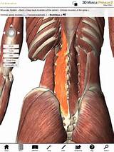 Lumbar Core Muscles Images