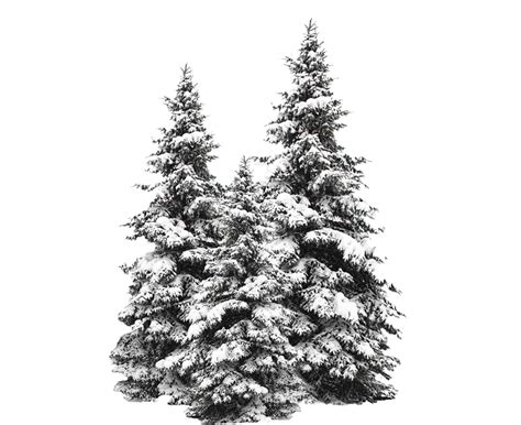 Snow Fir Tree Png Image Png Mart