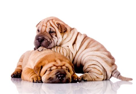 Top 10 Most Cutest Dog Breeds In The World