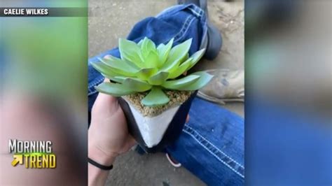 Woman Who Carefully Took Care Of Her Succulent Found Out 2 Years Later That It’s Fake Boston