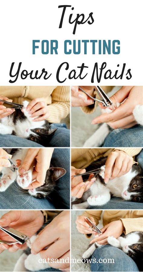 How to safely trim your cat's nails by yourself. Tips For Cutting Your Cat's Nails - Cats and Meows
