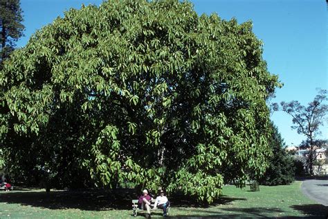 Ficus Vogelii Moraceae