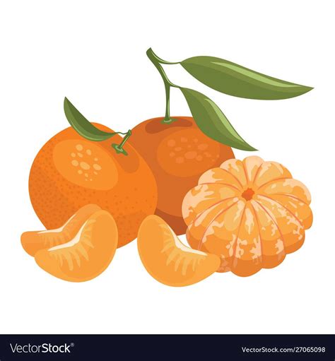 Cartoon Illustration Of A Mandarin Vector Illustration Of Oranges On A