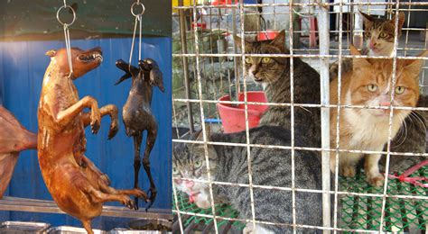 Why a raw diet is good for dogs. The Dog and Cat Meat Trade in South Korea
