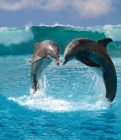 ~♥ Dolphins ♥ ~ Dolphins Photo 10347096 Fanpop