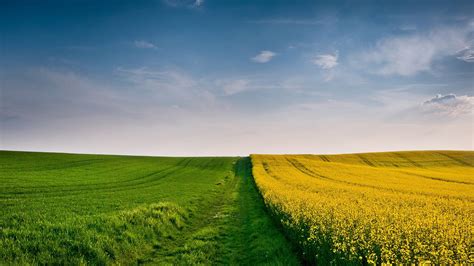 beautiful yellow flowers field and green grass field under cloudy blue sky hd nature wallpapers