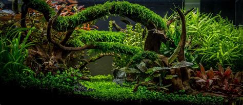 Shared By Tommy Vestlie‎ With The Aquascaping The World Group