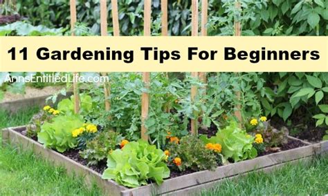 11 Gardening Tips For Beginners