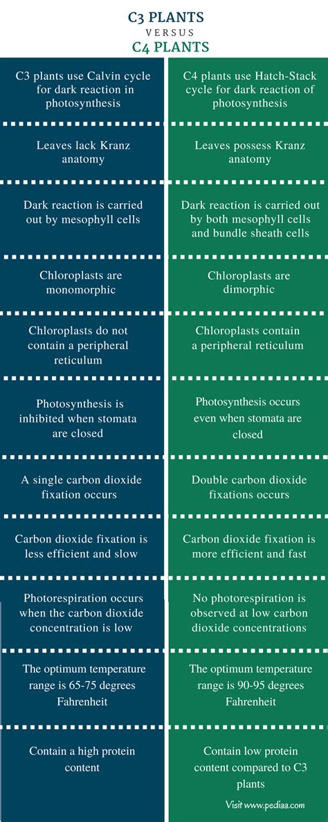 Difference Between C3 And C4 Plants Definition Characteristics
