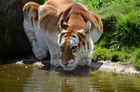 After looking at this type of tiger, you will be left in awe, and. Golden tiger (With images) | Tiger pictures, Animals ...