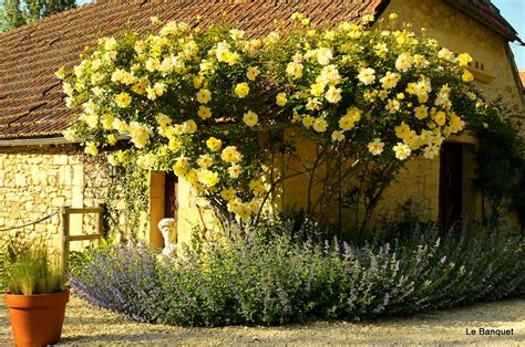 Roses need plenty of sun. Yellow rose bush care - Wilson Rose Garden