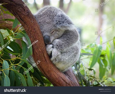 8054 Koala Sleeping Images Stock Photos And Vectors Shutterstock