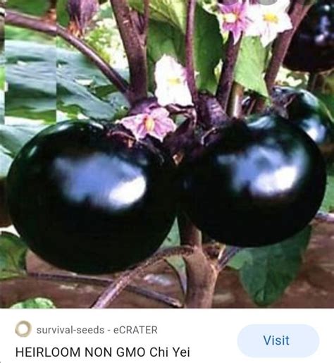 chi yei 70 dana rareseeds posejan 27 marta eggplant