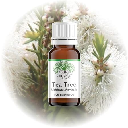 Tea Tree Melaleuca Alternifolia Essential Oil Gaia Garden Herbal