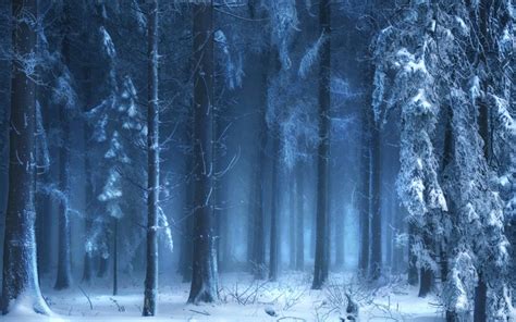 Snow Forest Wallpapers Top Free Snow Forest Backgrounds Wallpaperaccess